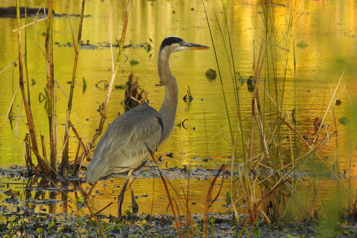 Great Blue Heron - ML644439364