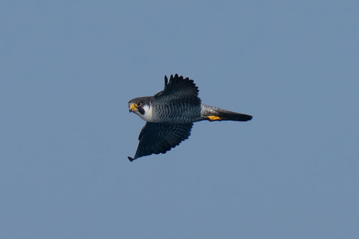 sokol stěhovavý - ML644439382