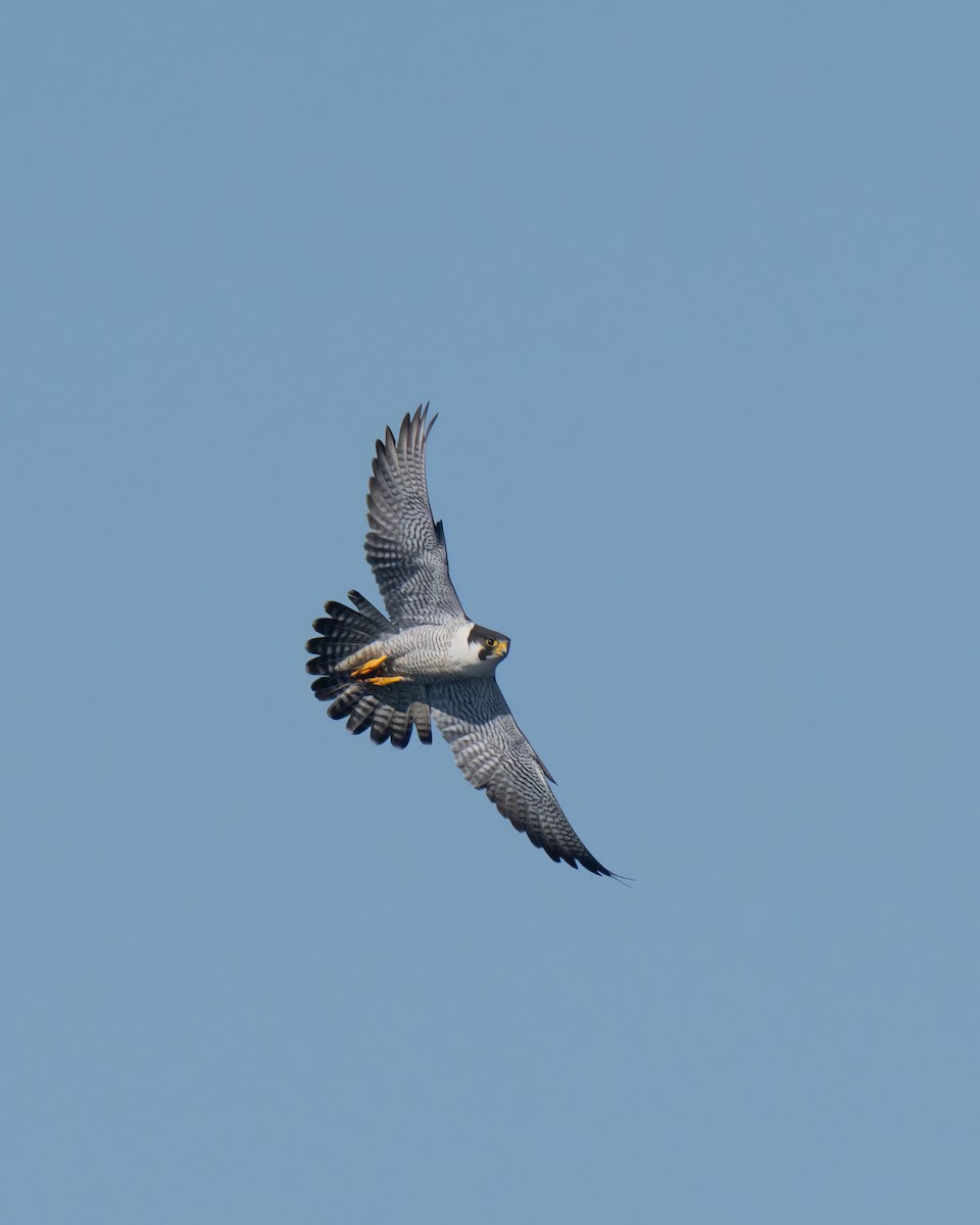 sokol stěhovavý - ML644439389