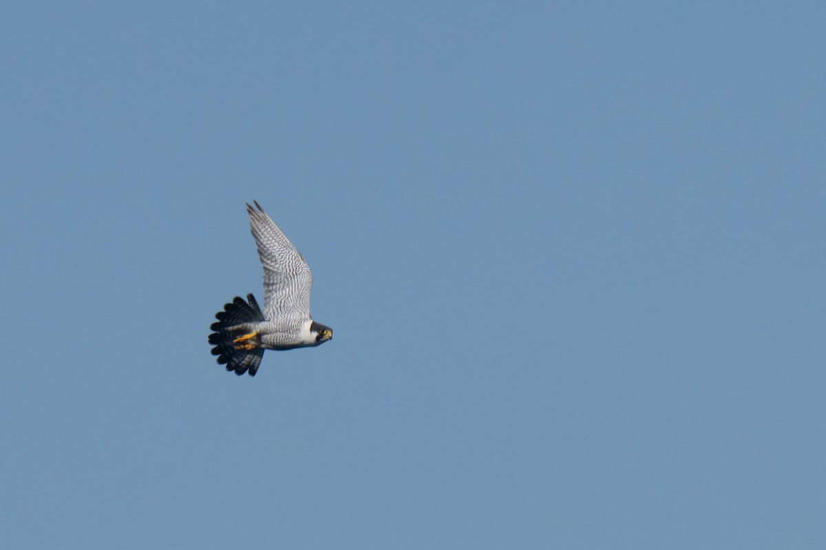 sokol stěhovavý - ML644439390