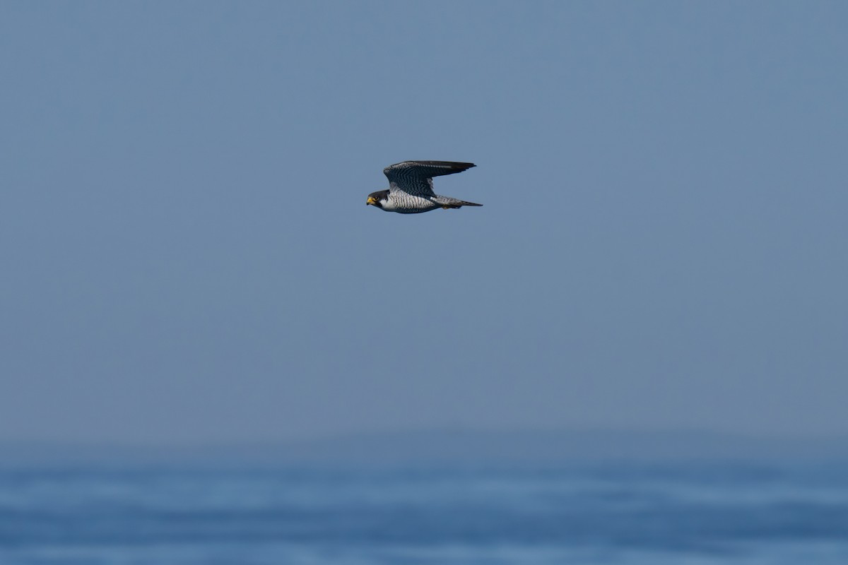 sokol stěhovavý - ML644439391