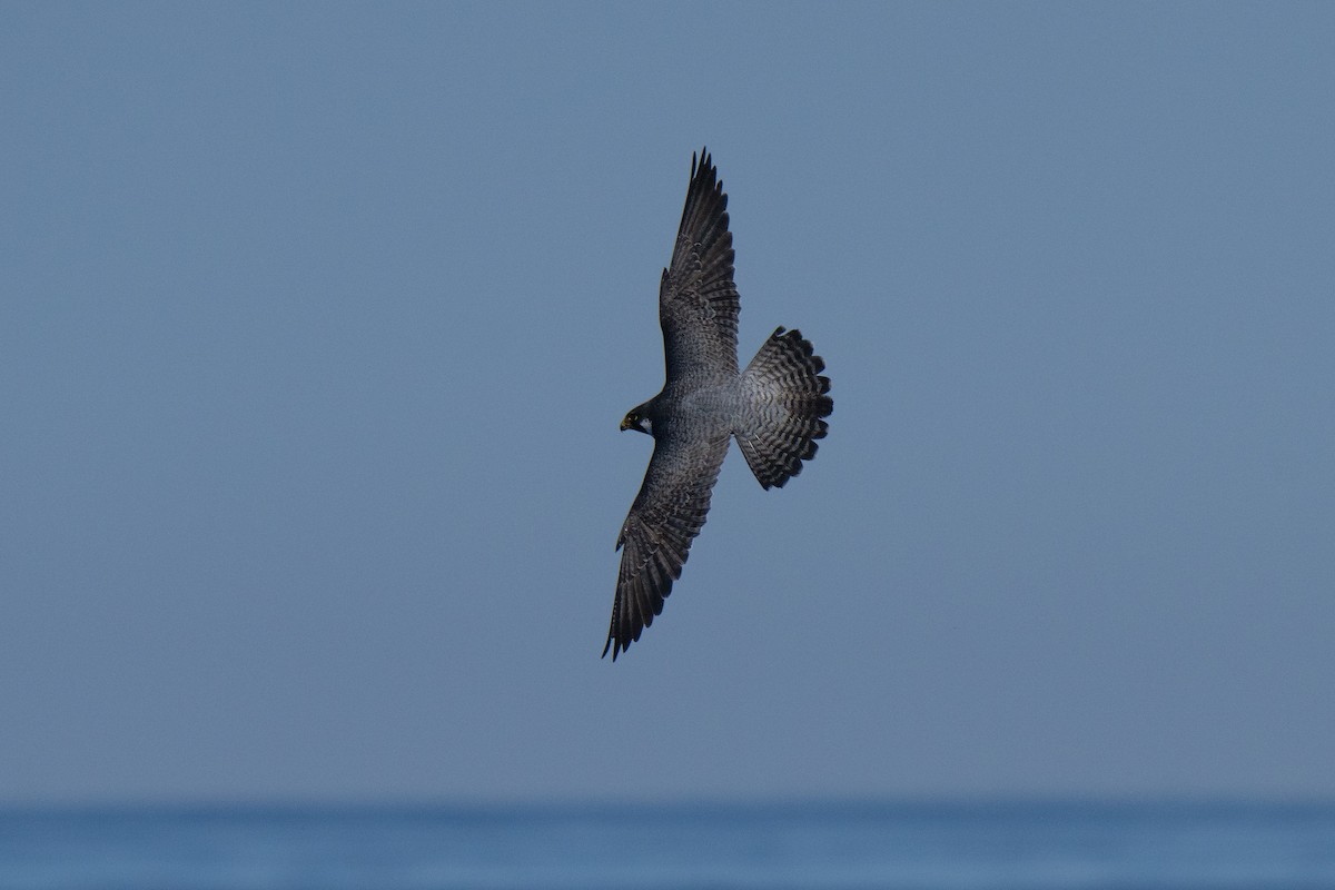 sokol stěhovavý - ML644439392