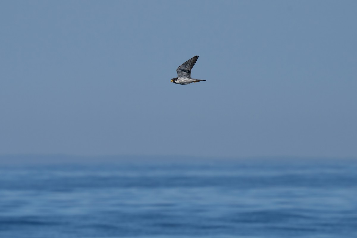 sokol stěhovavý - ML644439393