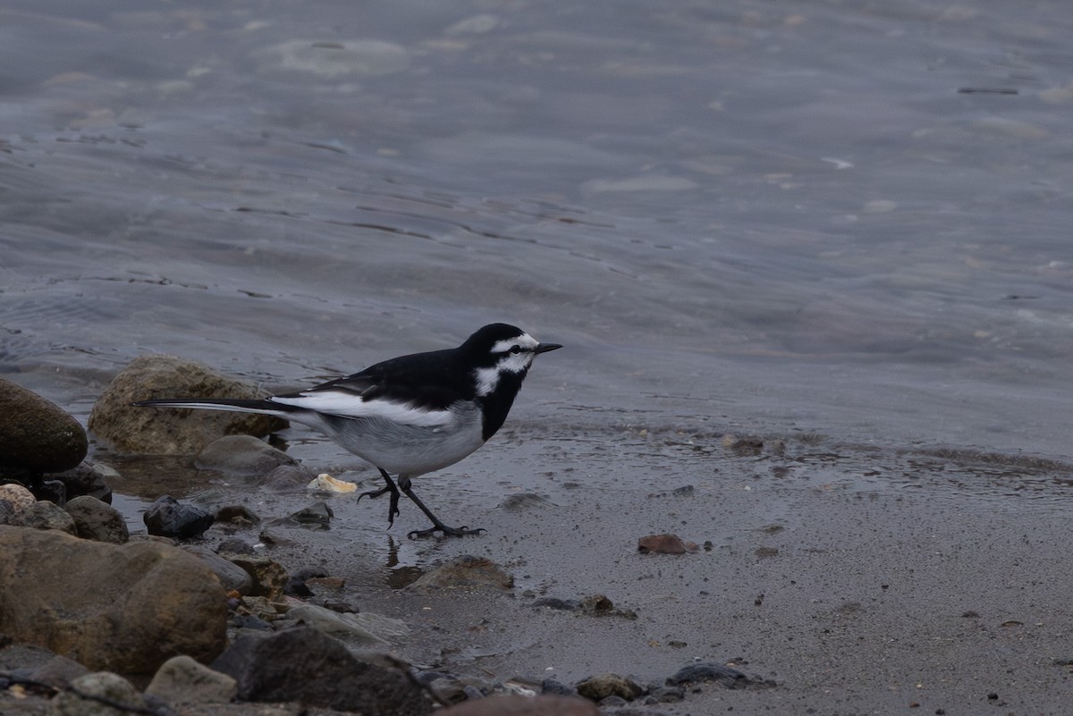 日本鶺鴒 - ML644439403