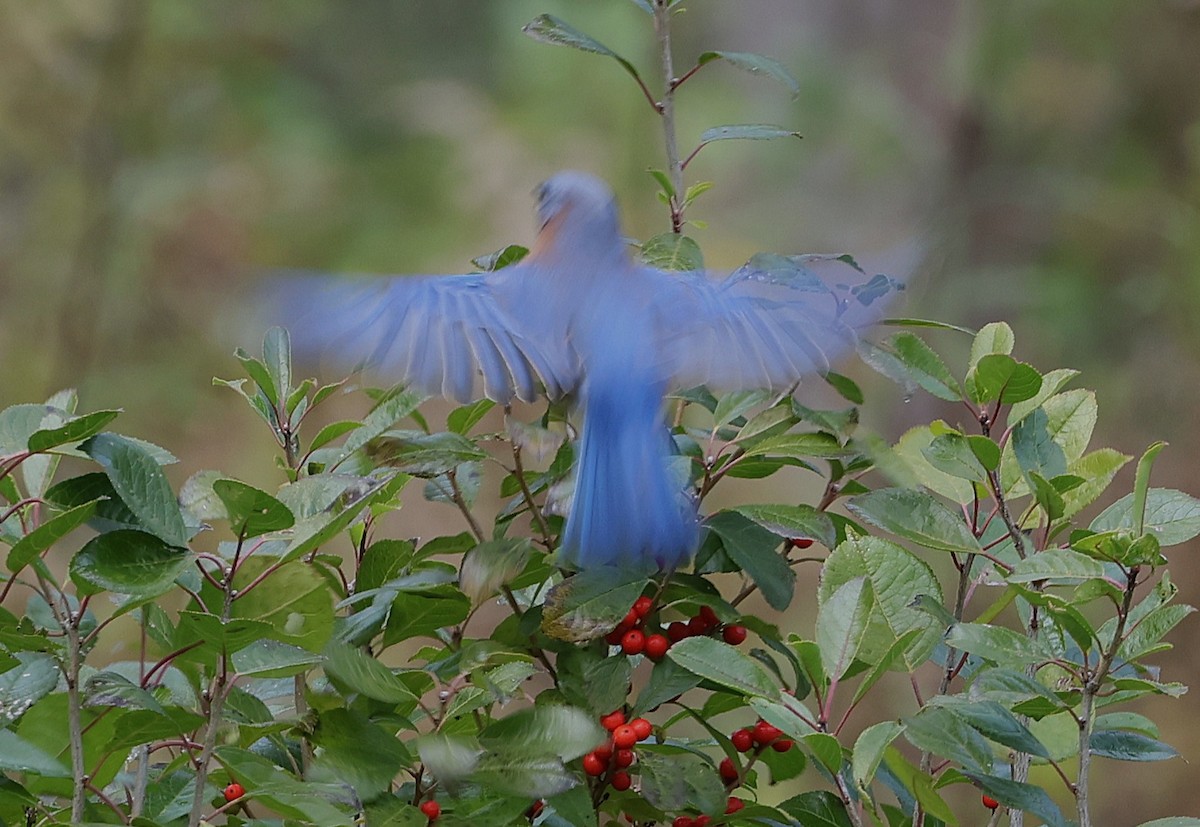Eastern Bluebird - ML644439404