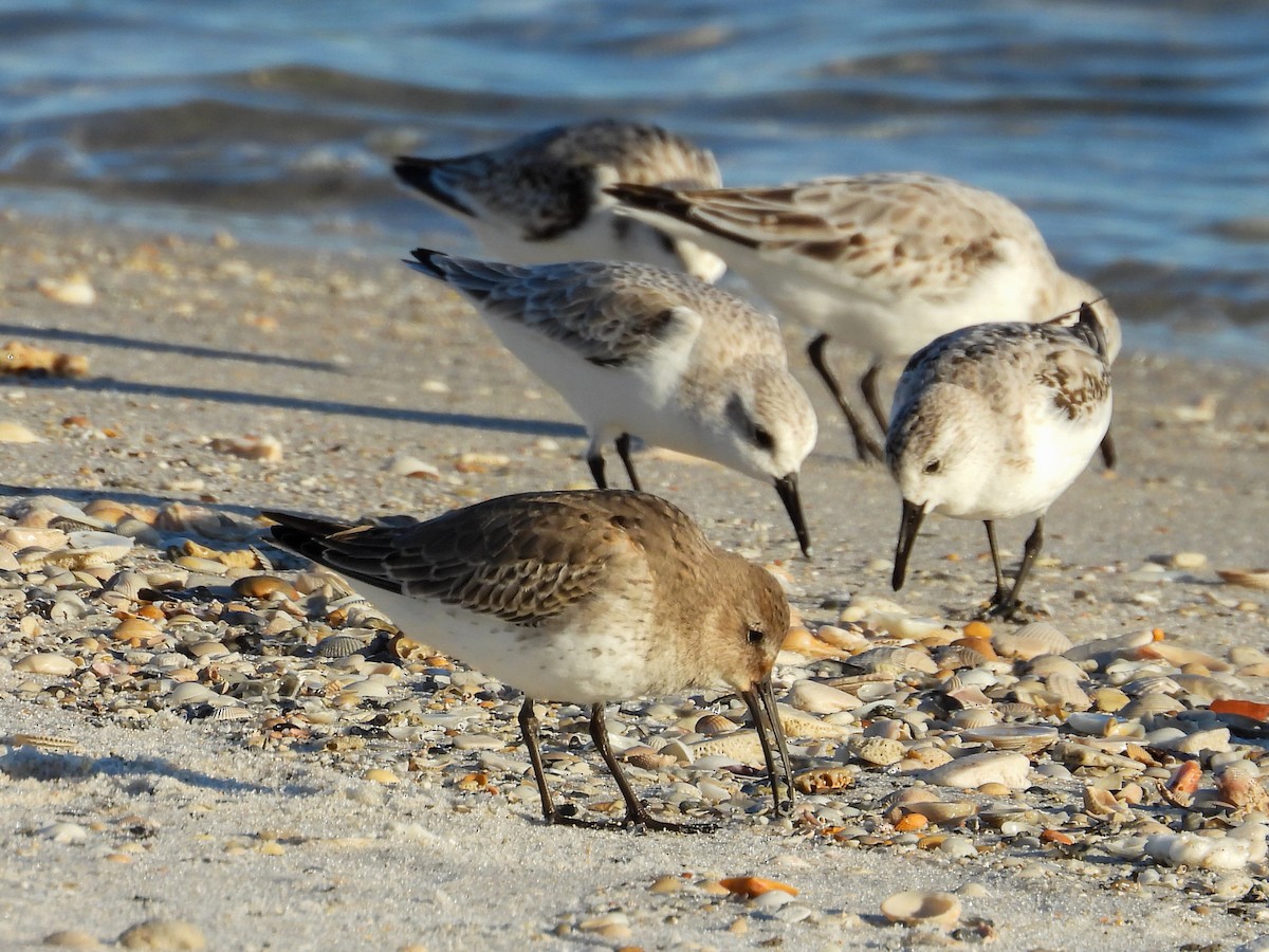 Alpenstrandläufer - ML644439410