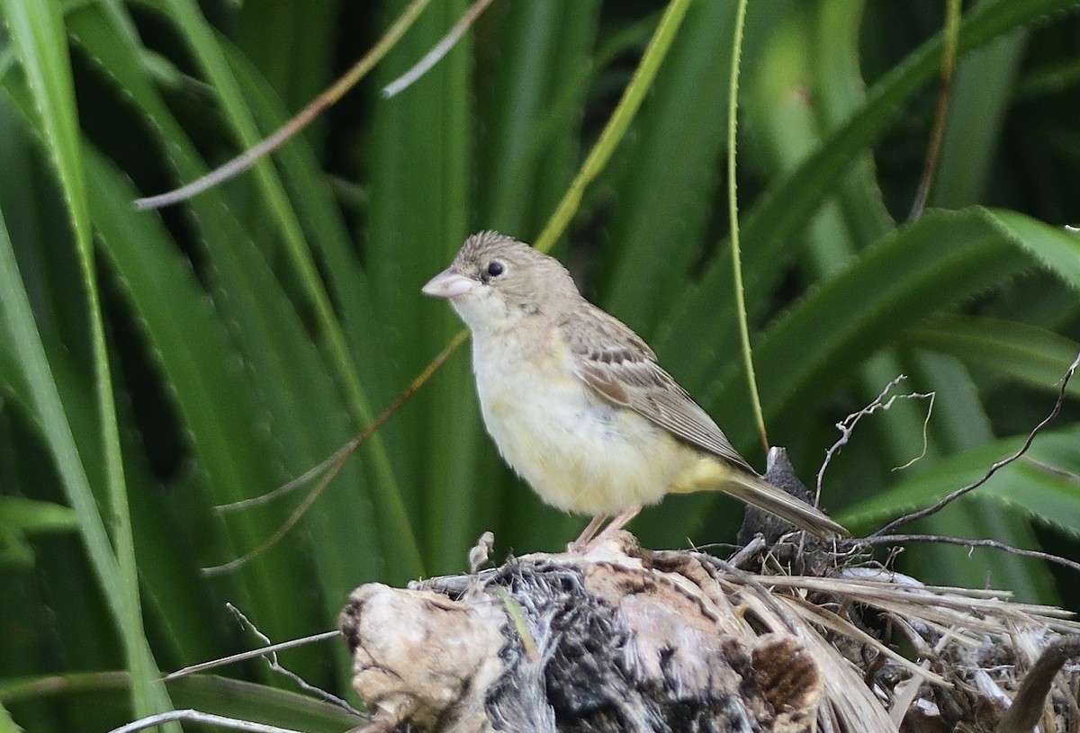 Black-headed Bunting - ML644439415