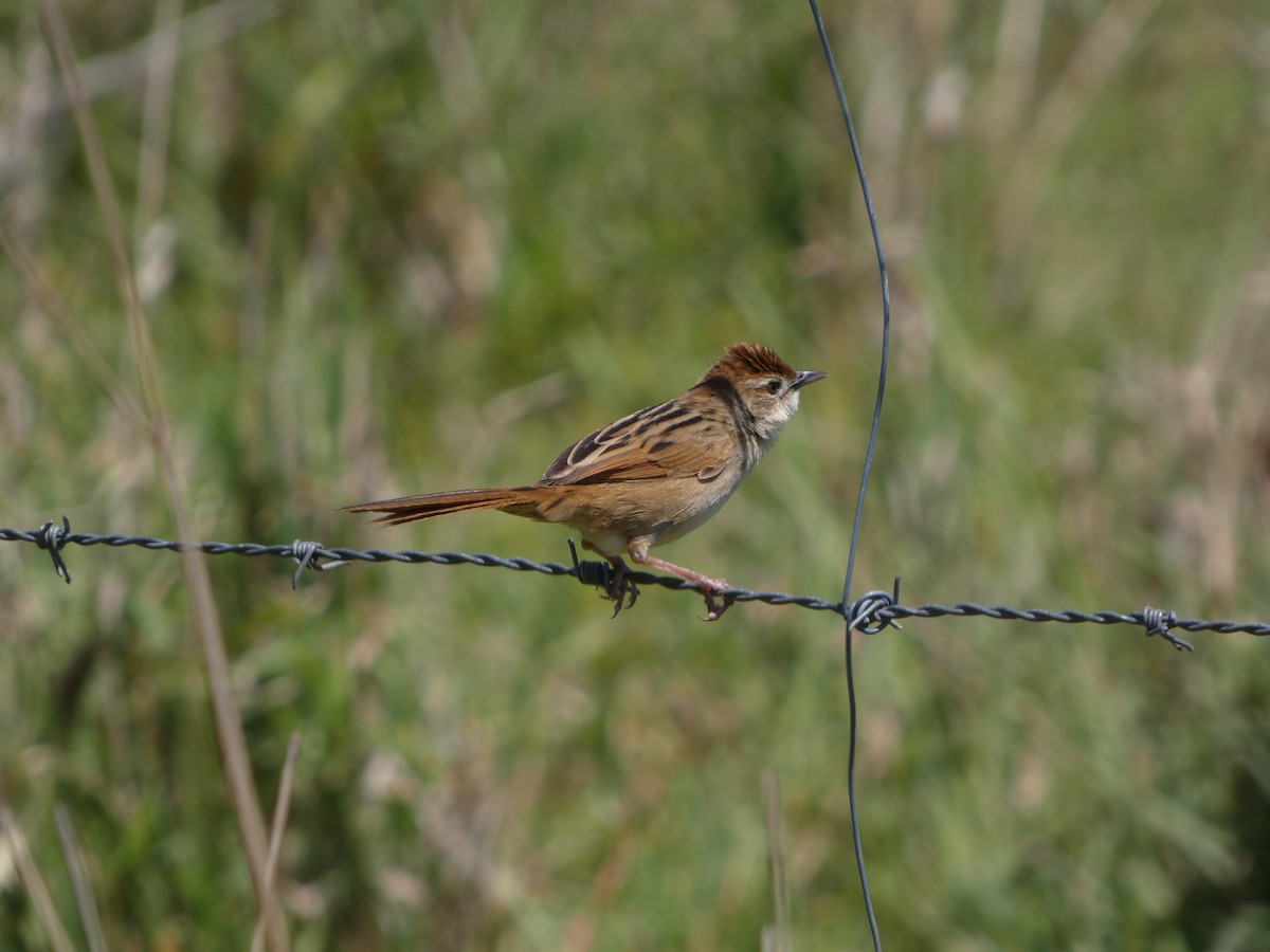 ズアカオオセッカ - ML644439417