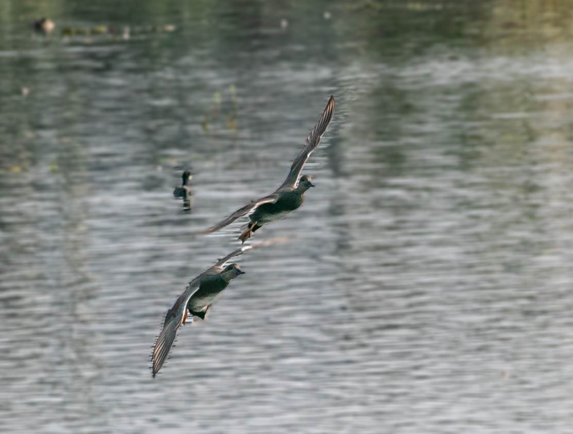 Нерозень - ML644439421