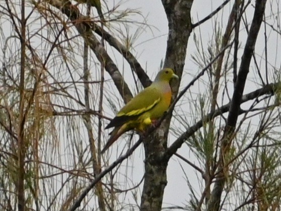 Turuncu Göğüslü Yeşil Güvercin - ML644439425