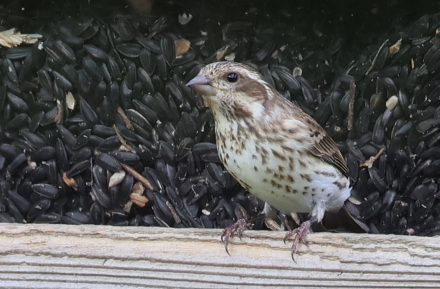 Purple Finch - ML644439427