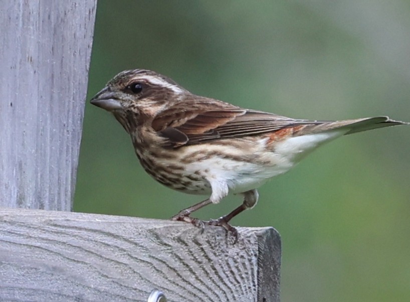 Purple Finch - ML644439428