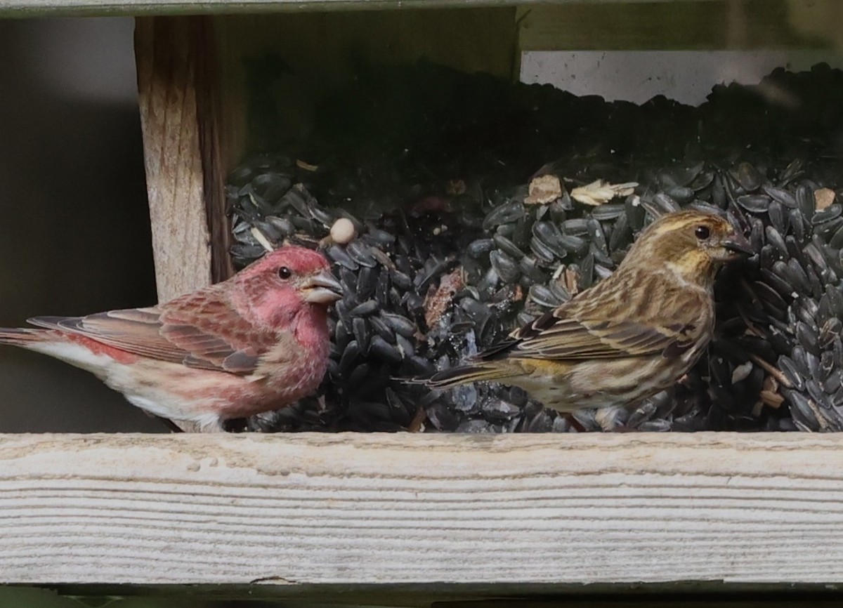 Purple Finch - ML644439429