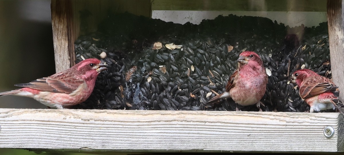 Purple Finch - ML644439430