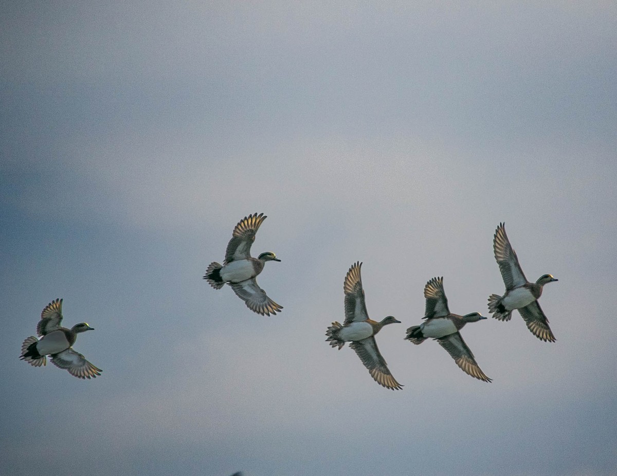 American Wigeon - ML644439436