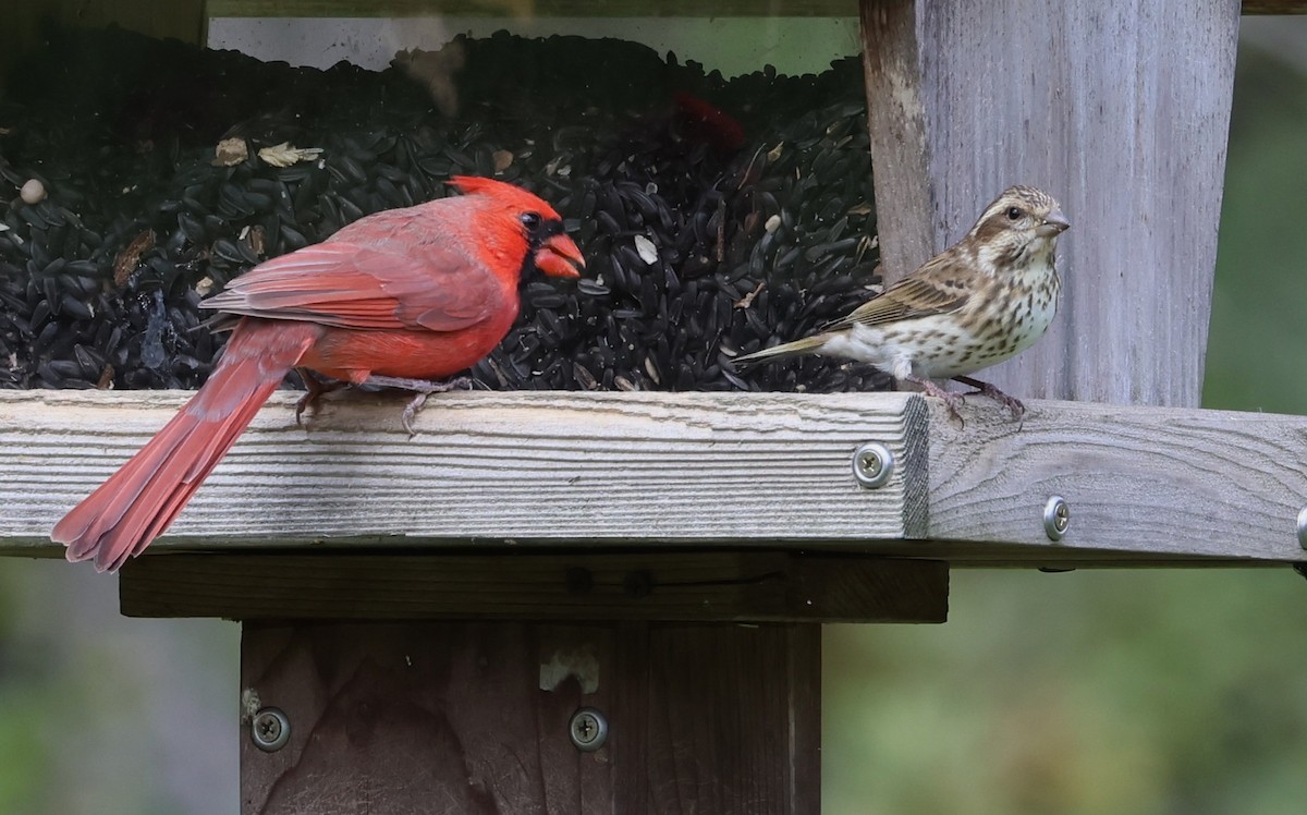 Northern Cardinal - ML644439457
