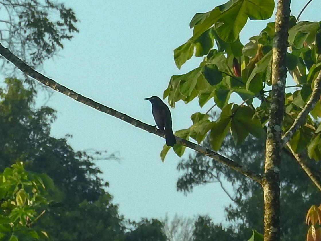 Pale-eyed Blackbird - ML644439459