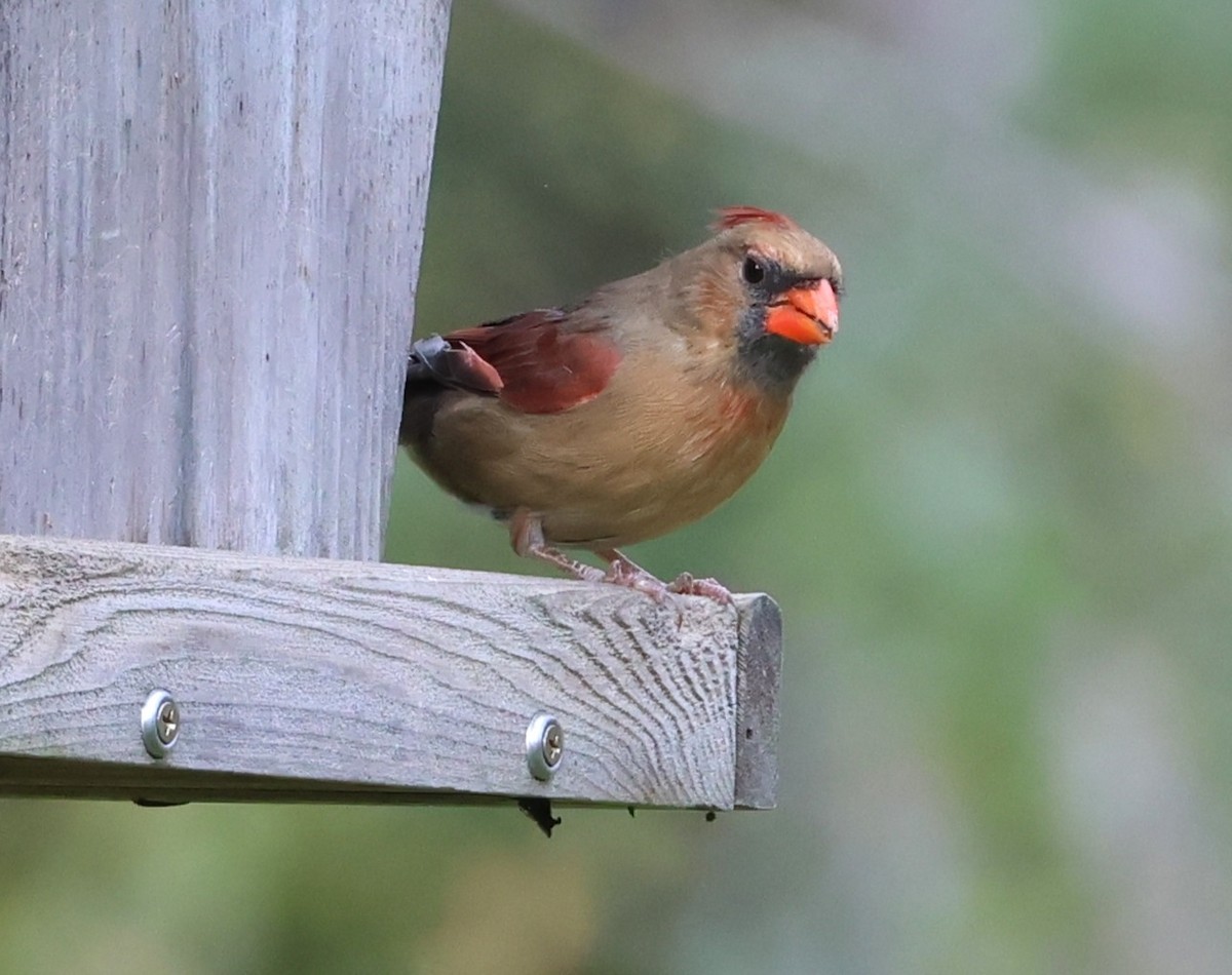 Northern Cardinal - ML644439473