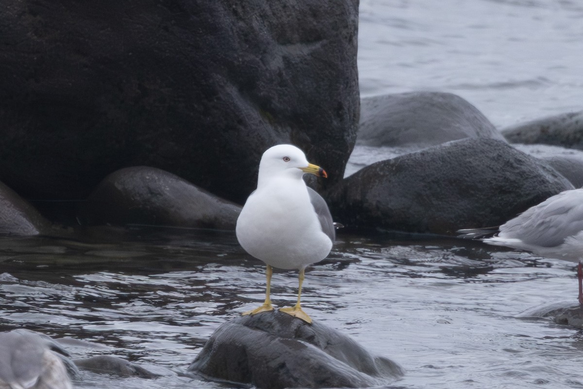 japanmåke - ML644439474