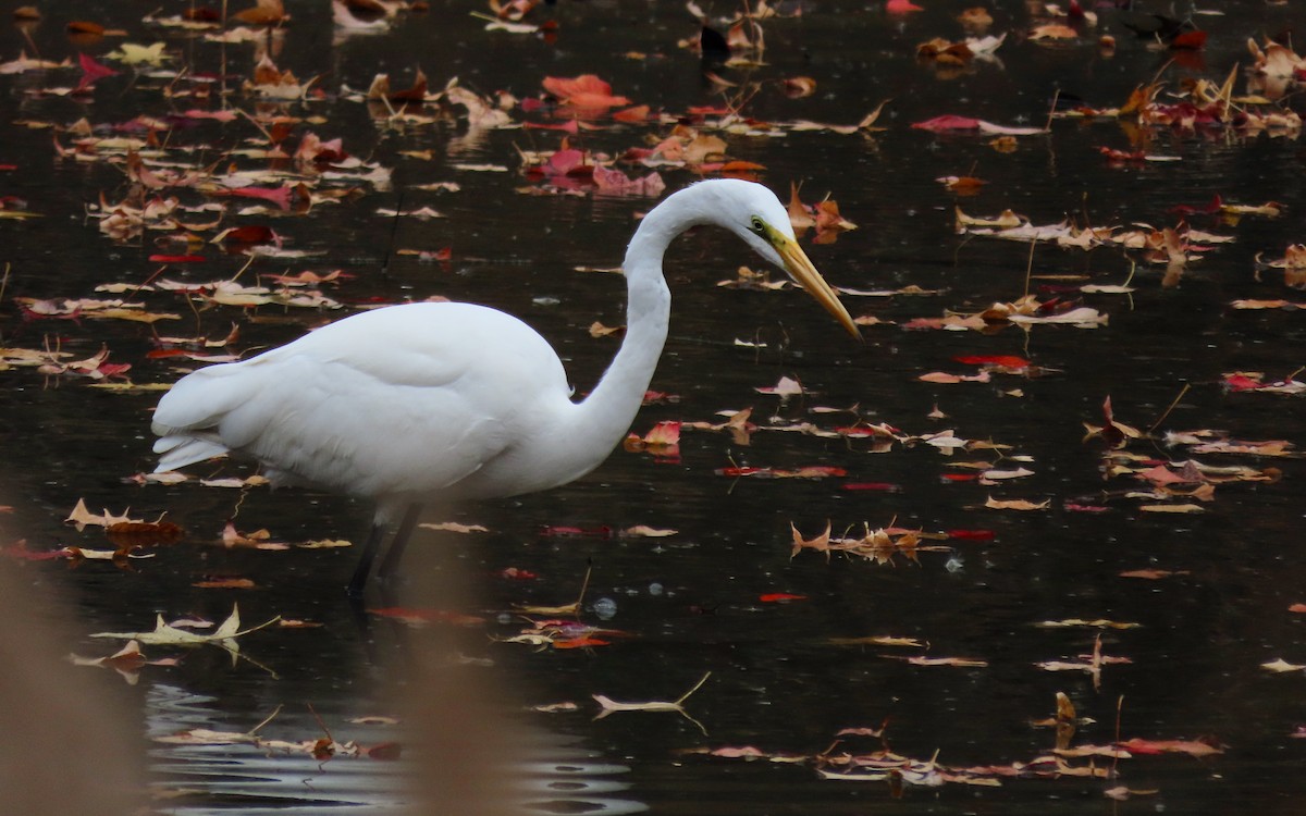 volavka bílá - ML644439482