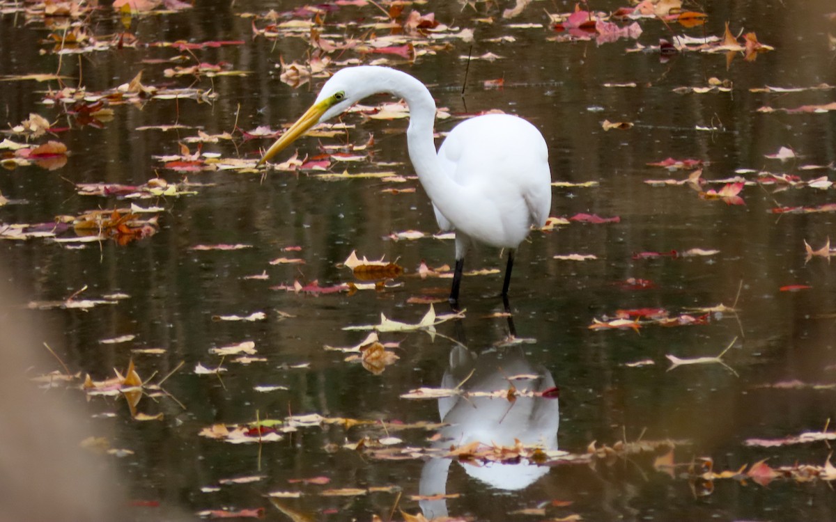 volavka bílá - ML644439489