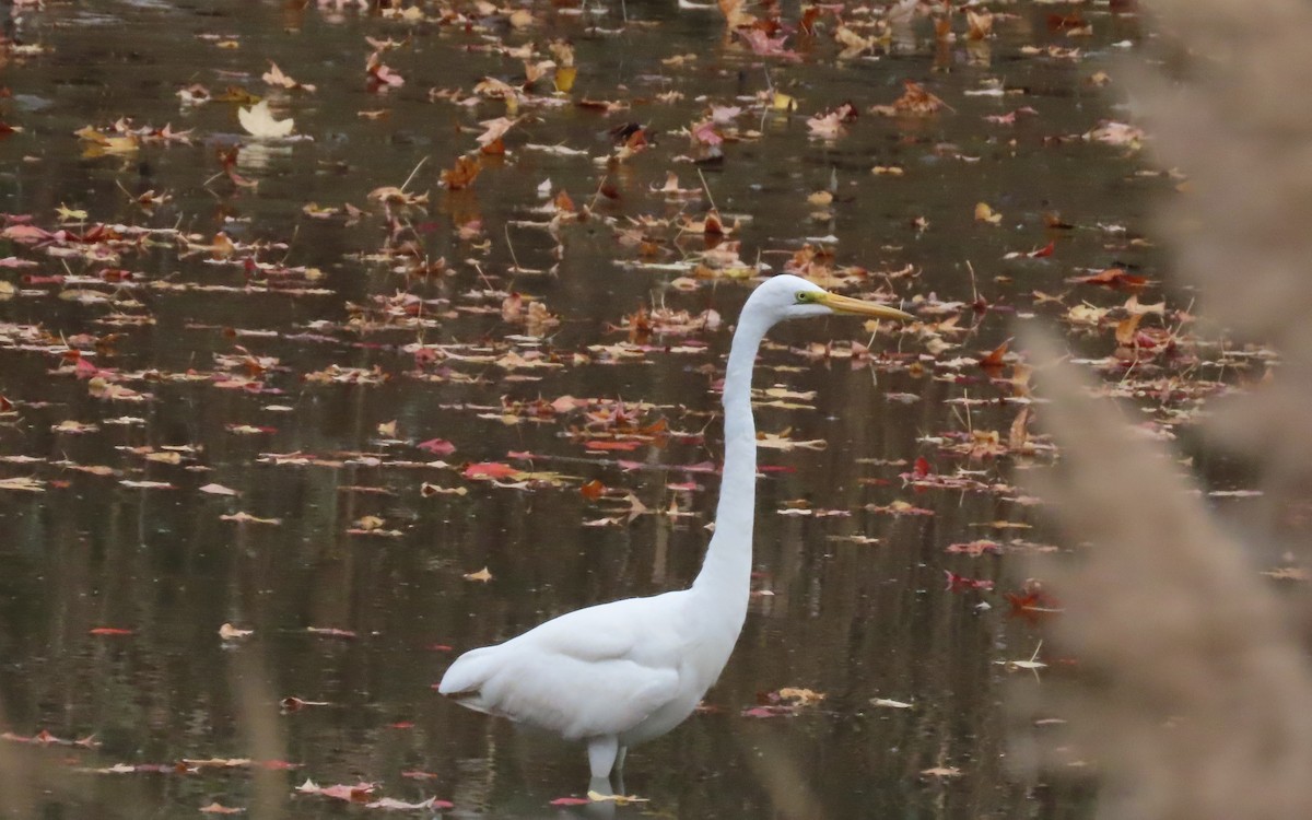 volavka bílá - ML644439496