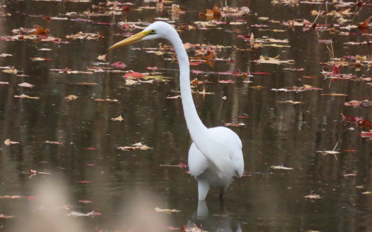 volavka bílá - ML644439497