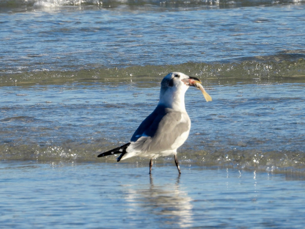 Laughing Gull - ML644439498