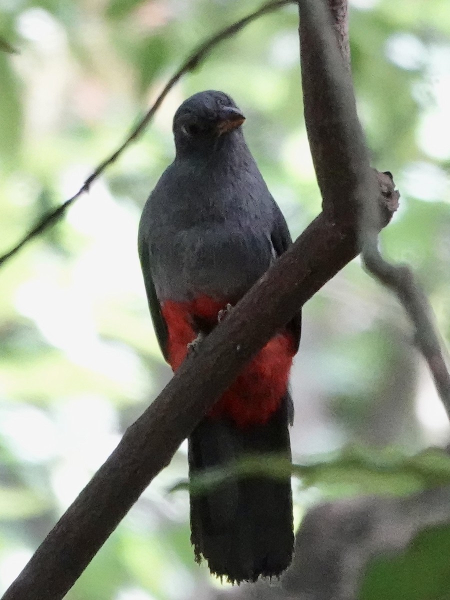 Black-tailed Trogon - ML644439501