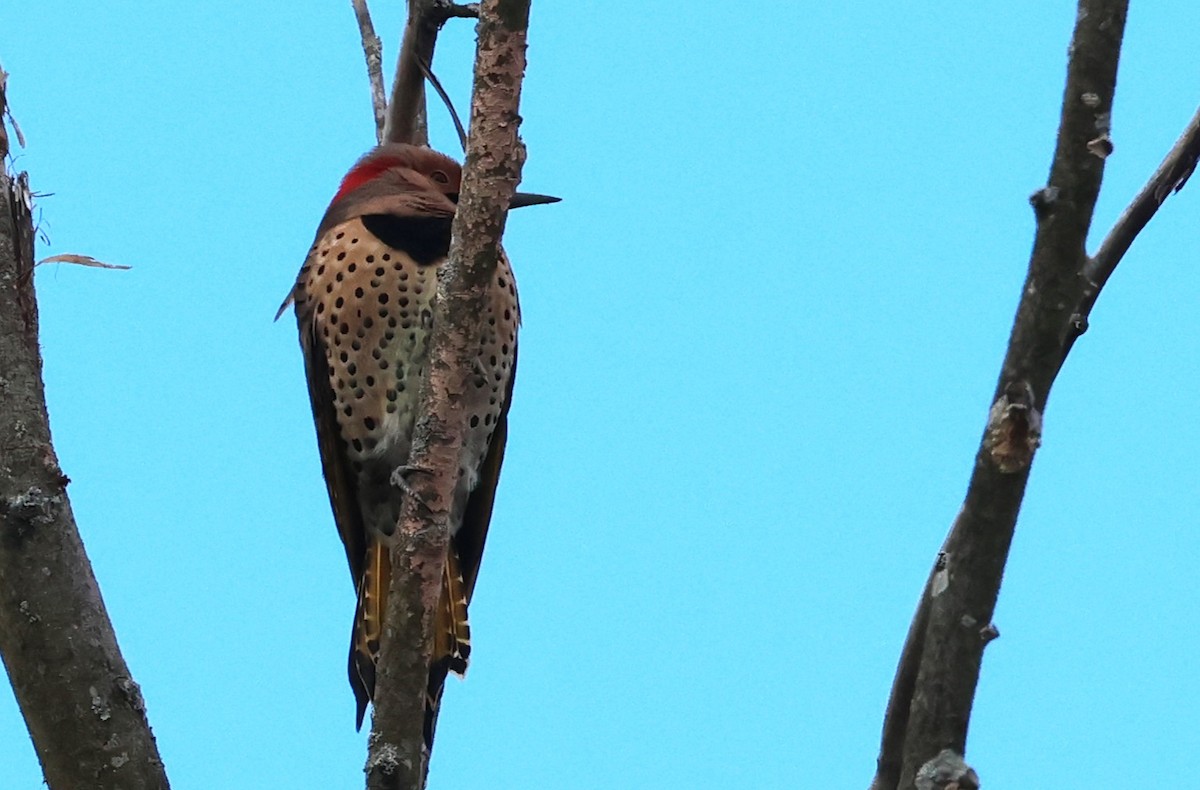 Northern Flicker - ML644439504