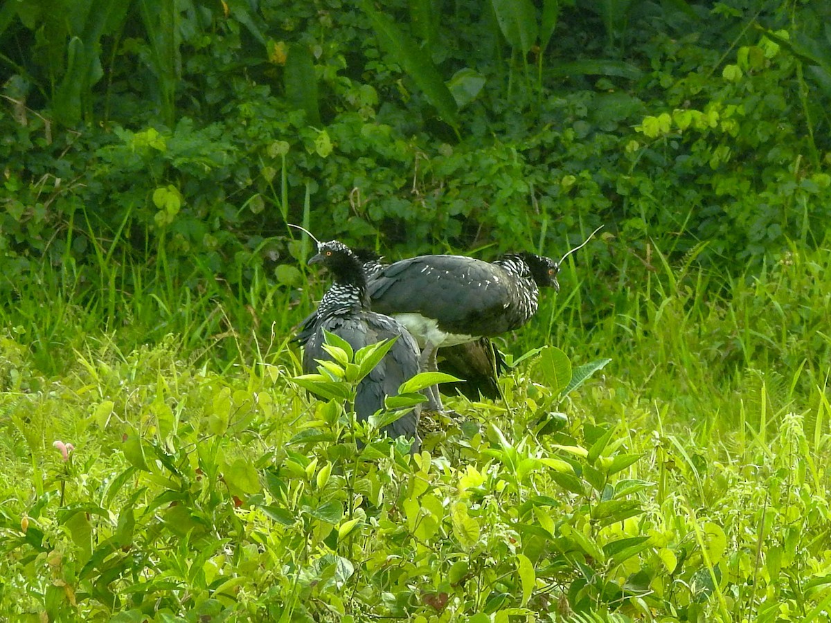 ツノサケビドリ - ML644439505