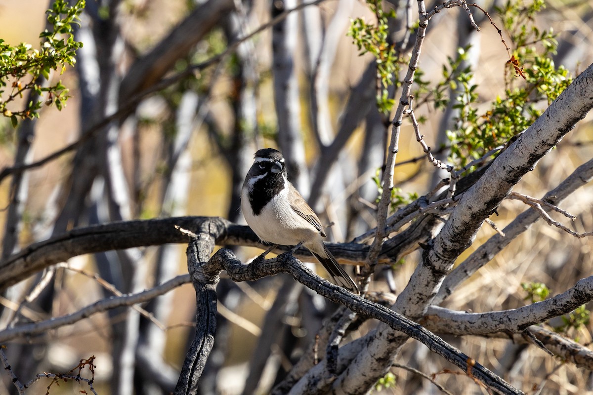 Black-throated Sparrow - ML644439506