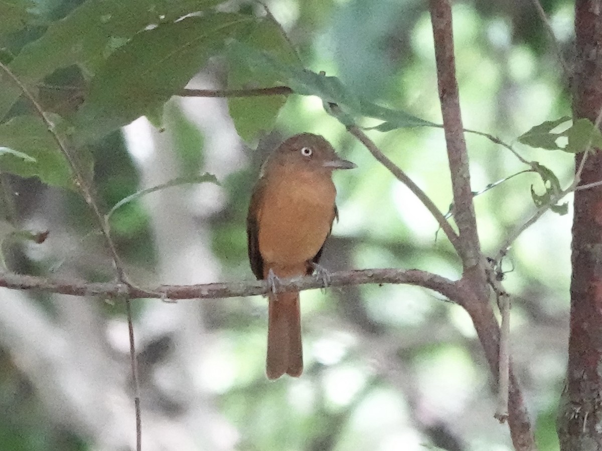 Dull-capped Attila - ML644439514