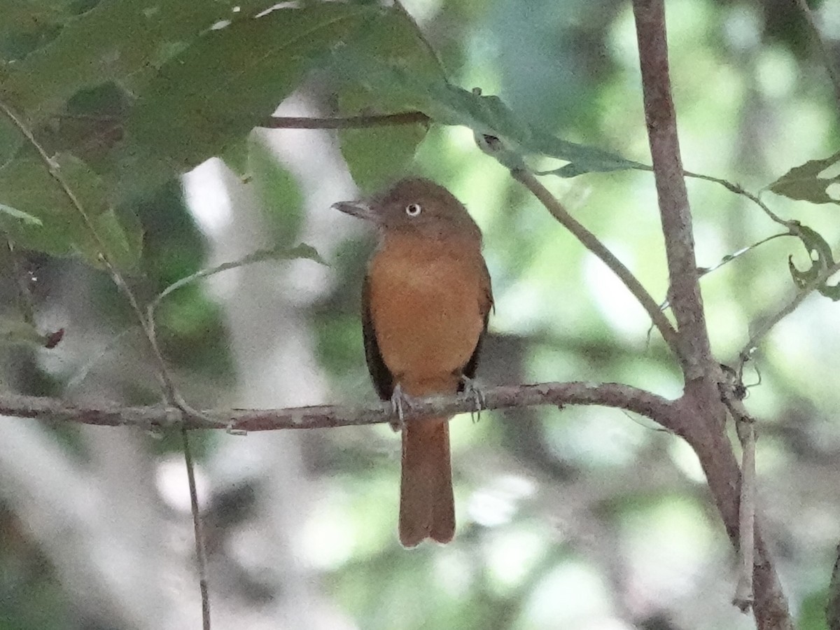 Dull-capped Attila - ML644439515