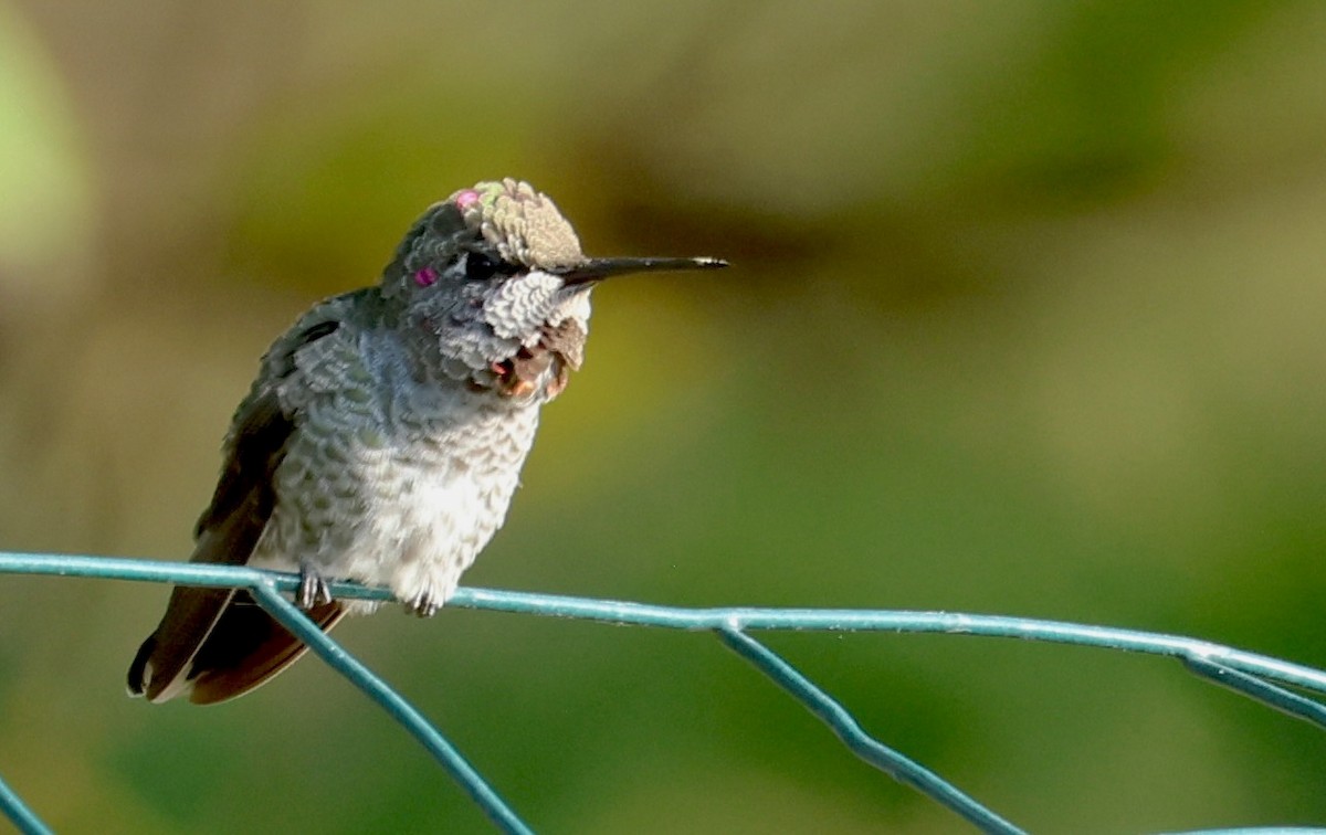 Anna's Hummingbird - ML644439516