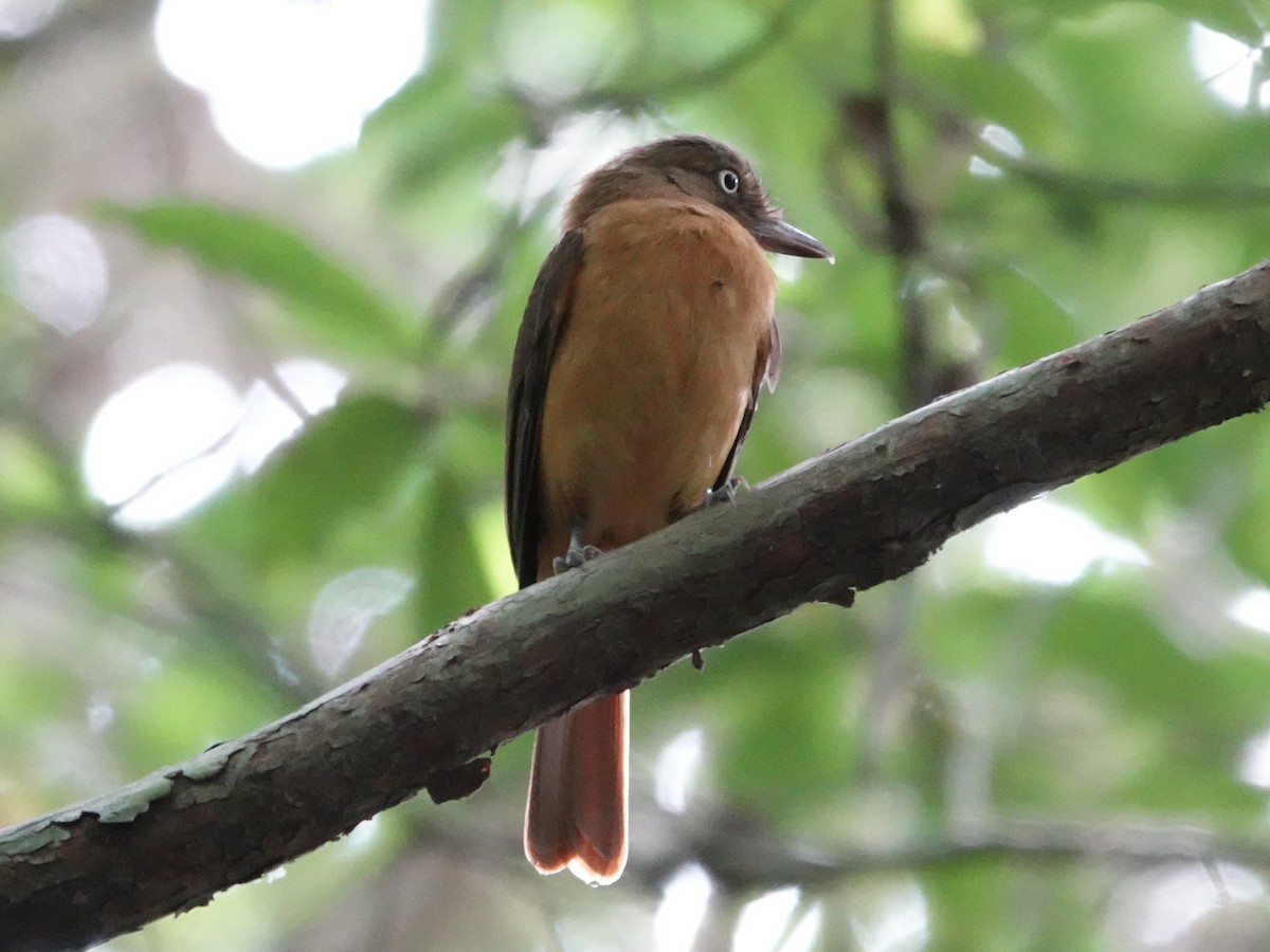 Dull-capped Attila - ML644439517