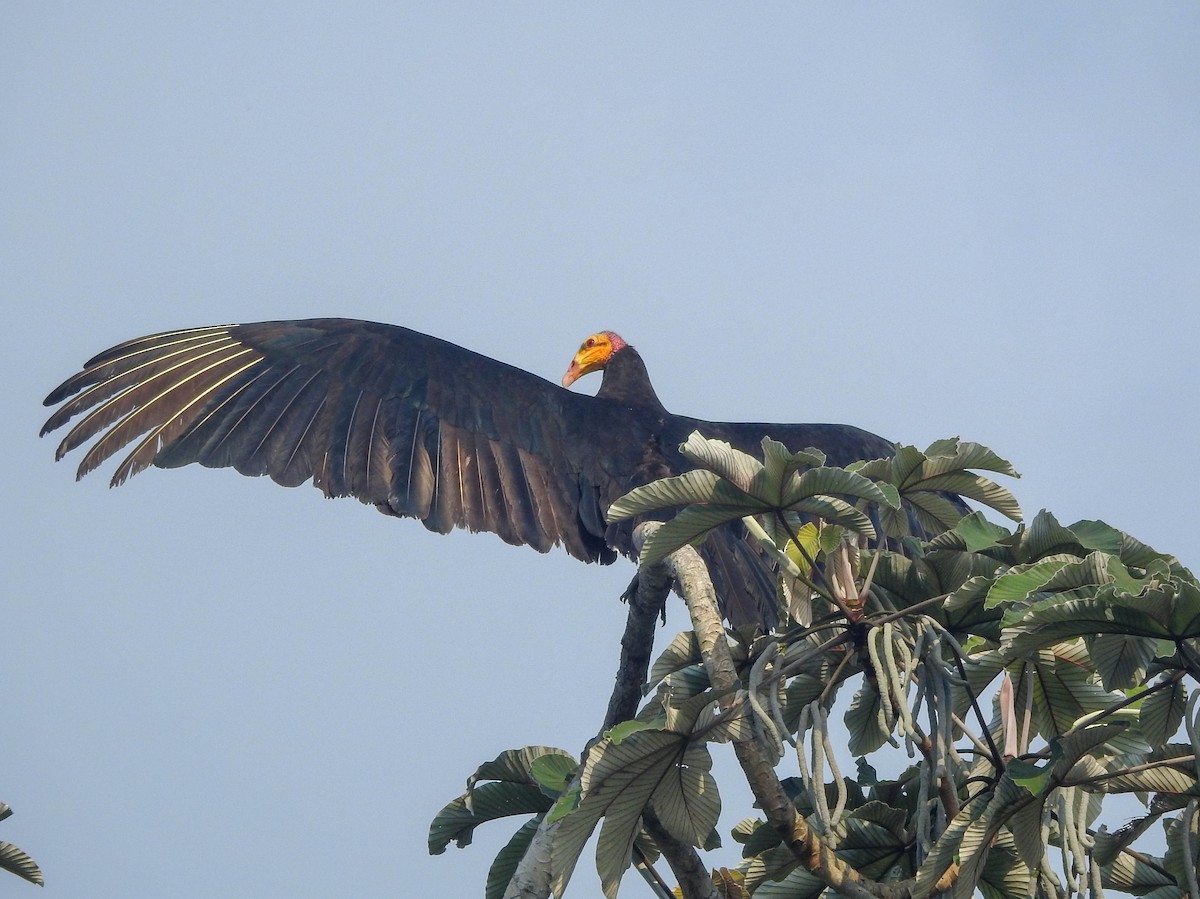 Greater Yellow-headed Vulture - ML644439522