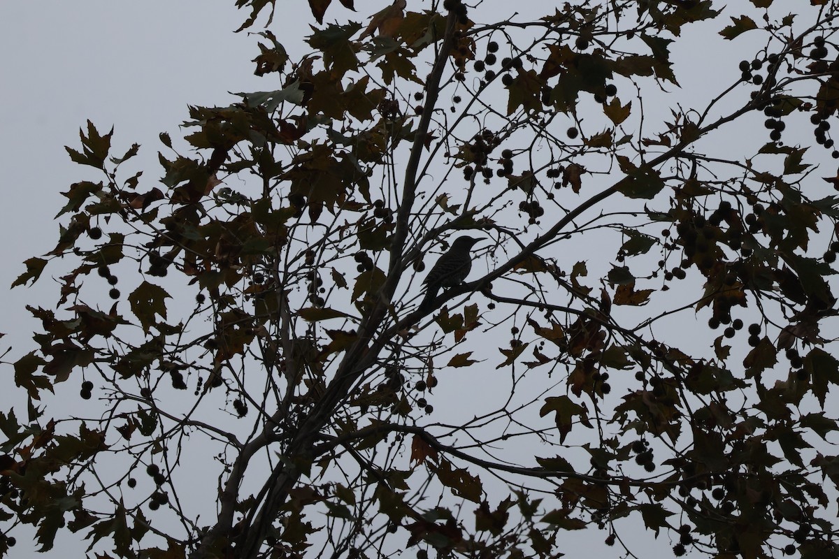 Northern Flicker - ML644439523