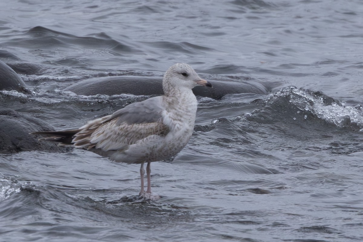Black-tailed Gull - ML644439524