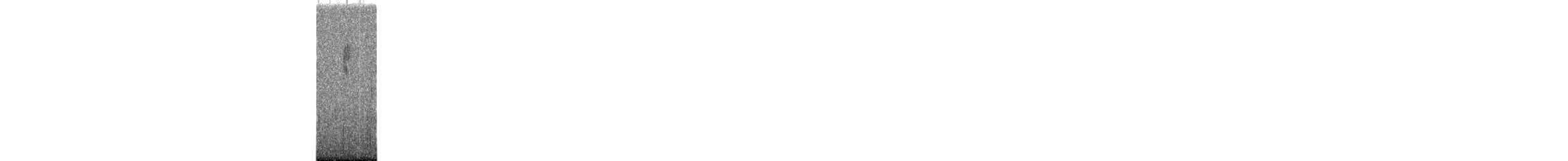 new world warbler sp. - ML644439525