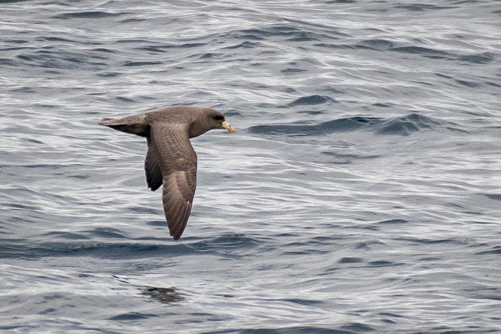Northern Fulmar - ML644439526