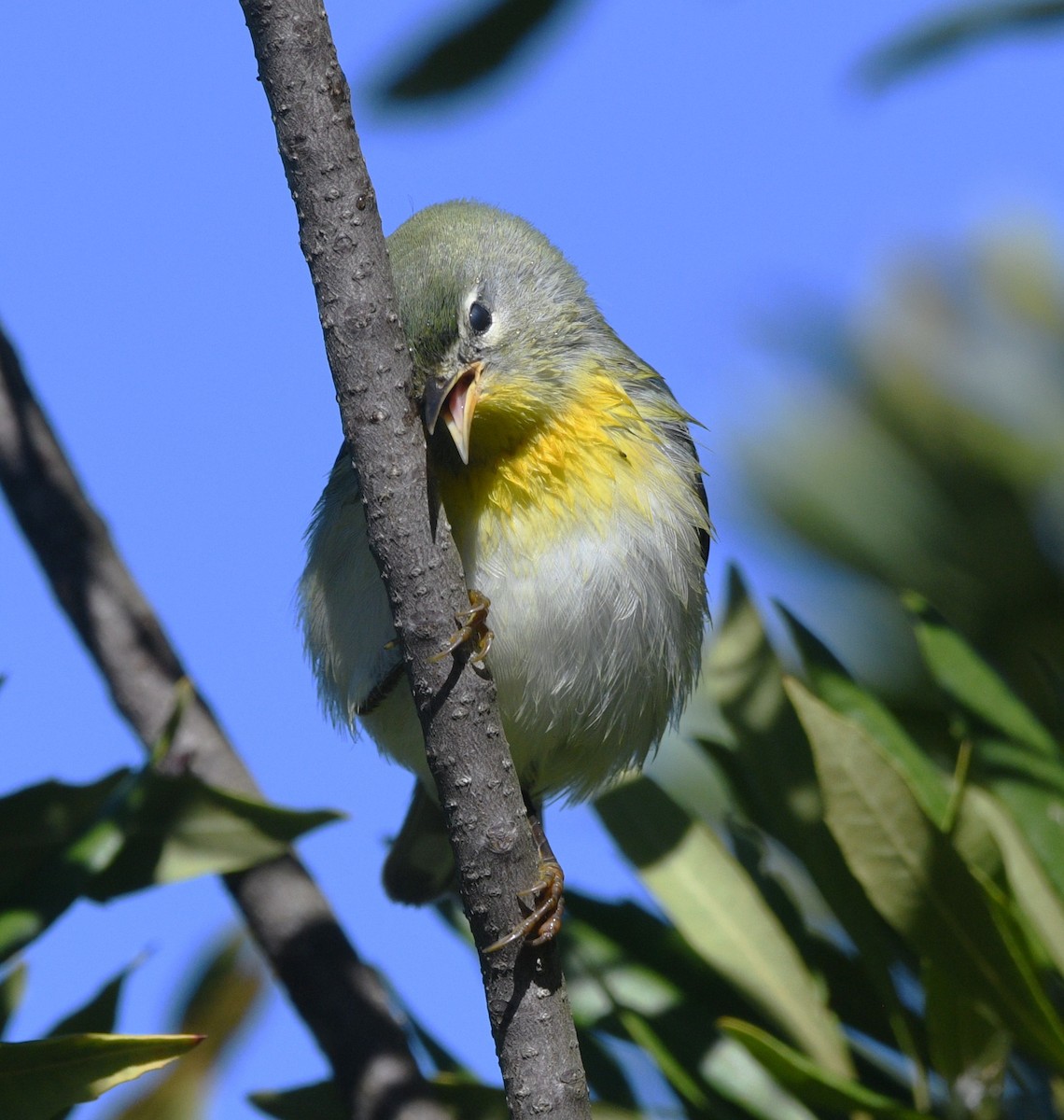 Northern Parula - ML644439527