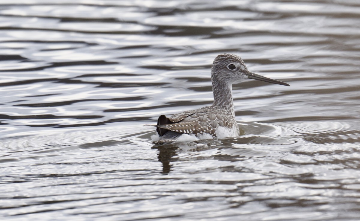 Greater Yellowlegs - ML644439528