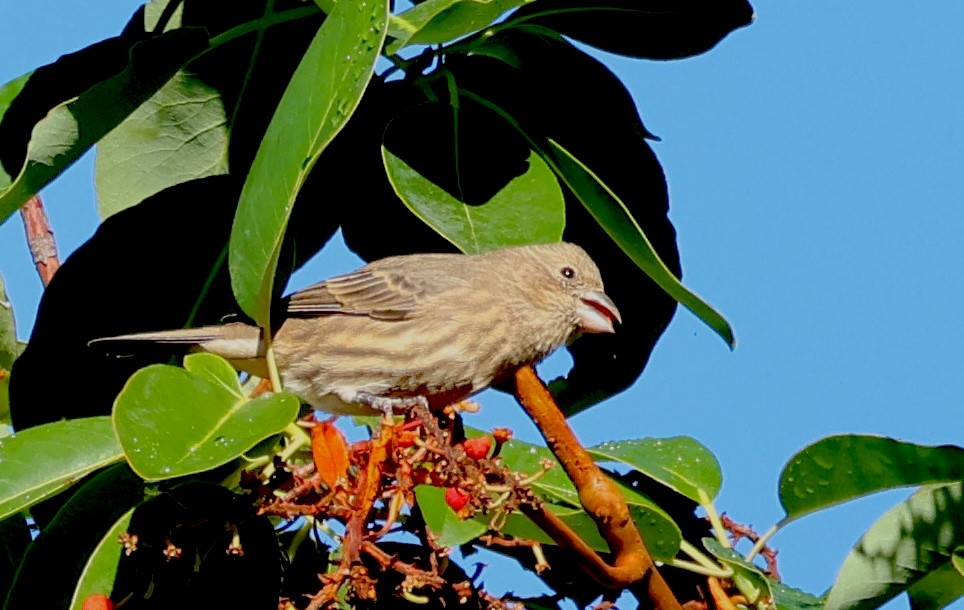 House Finch - ML644439529