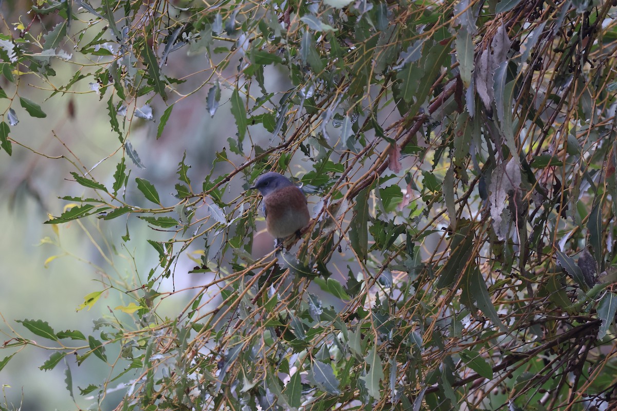 Western Bluebird - ML644439536