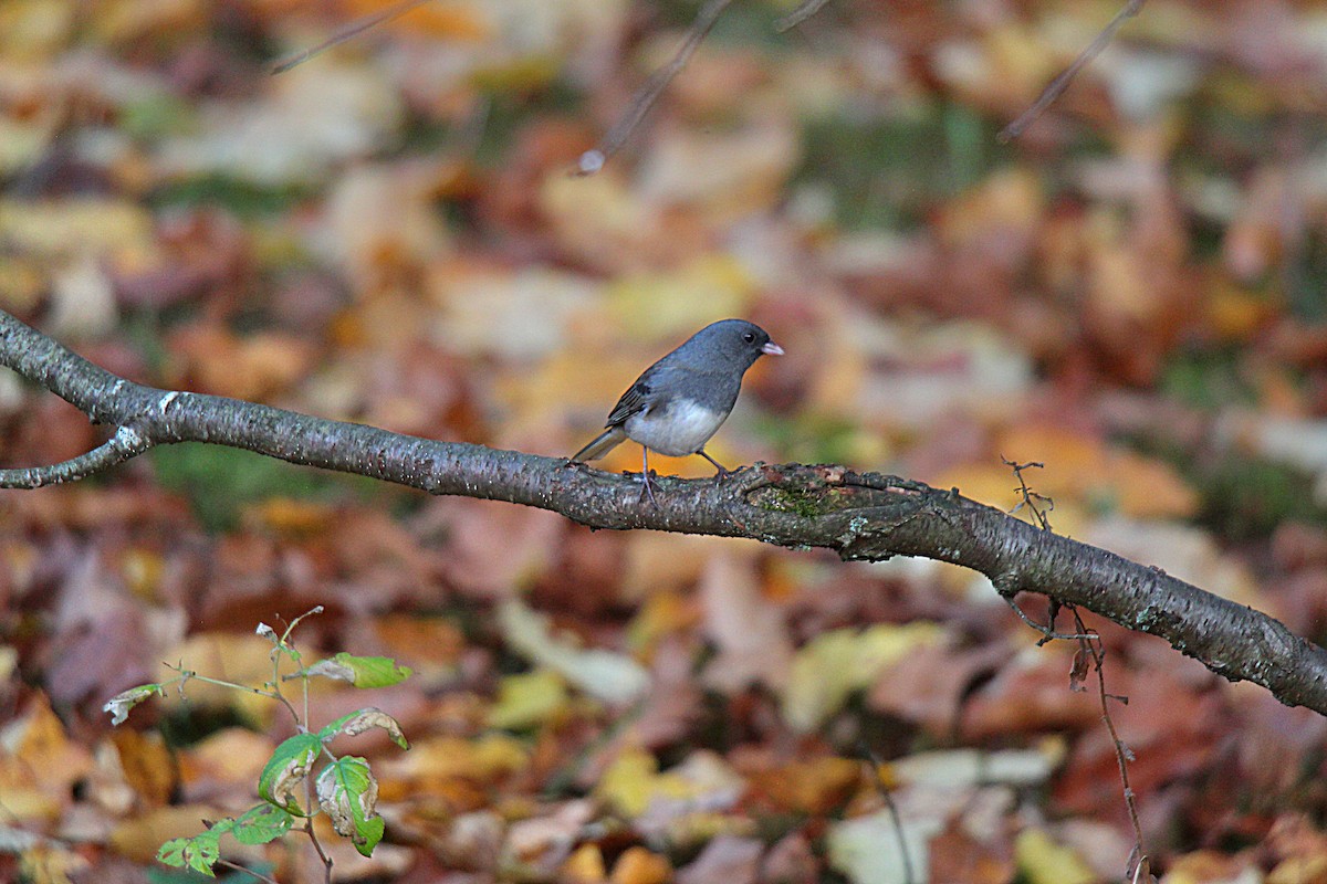 Dark-eyed Junco - ML644439537