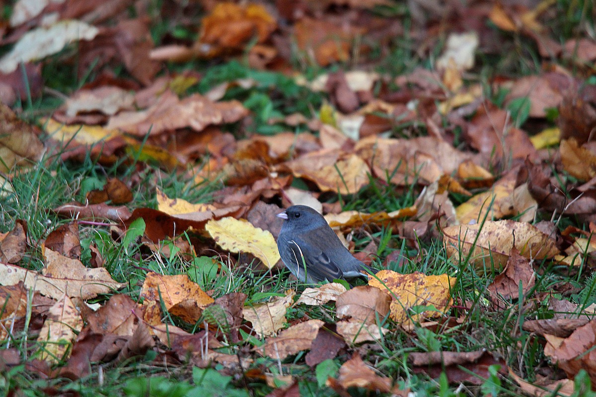 Dark-eyed Junco - ML644439539