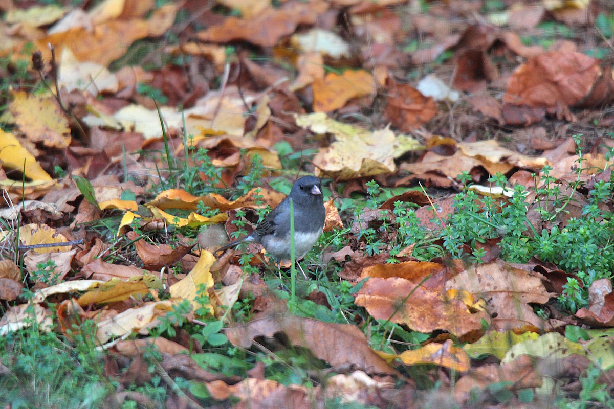 Dark-eyed Junco - ML644439540