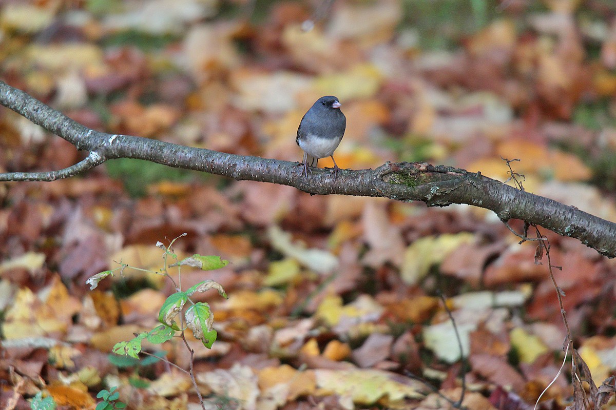 Dark-eyed Junco - ML644439541