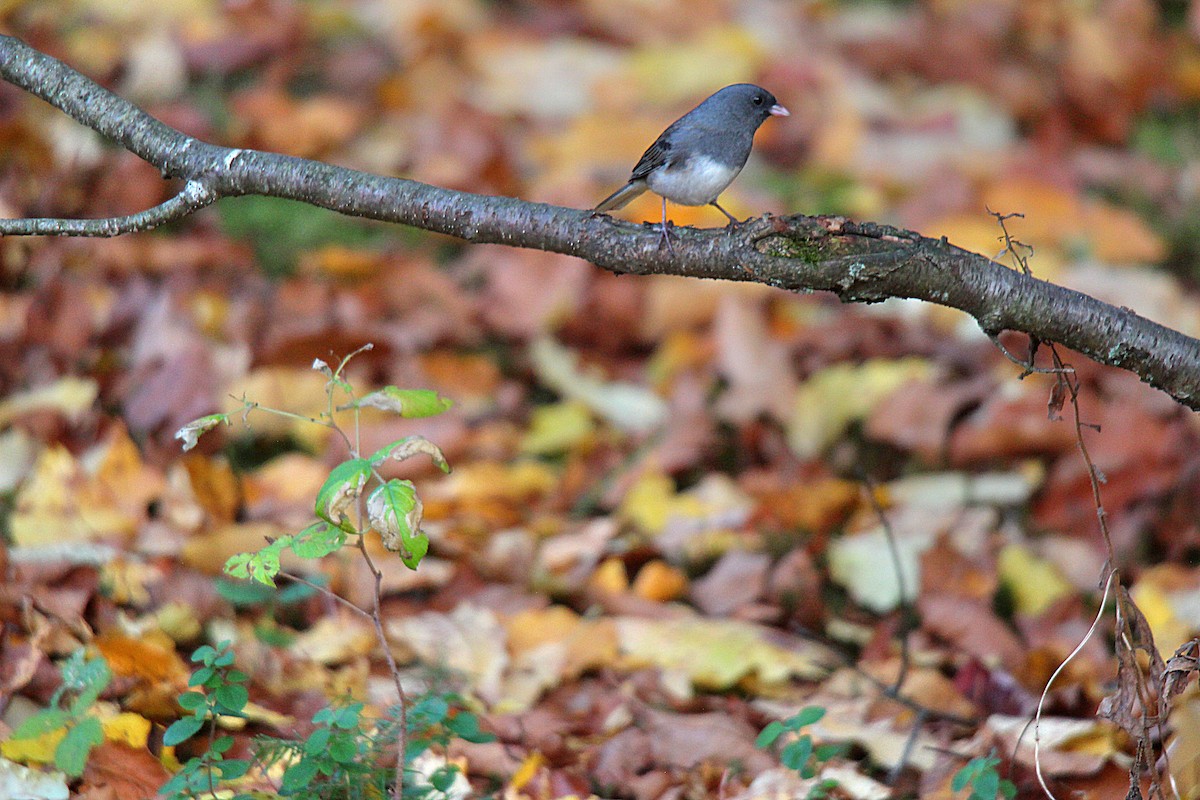 Dark-eyed Junco - ML644439542